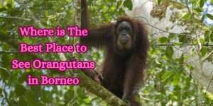 Where is The Best Place to See Orangutans in Borneo