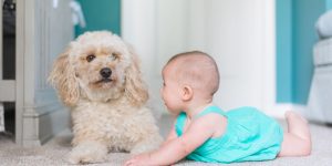 are toy poodles good with kids