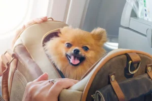 Flying with a Dog in Cabin: Airline Weight Limits, Pet Crates, and Rules