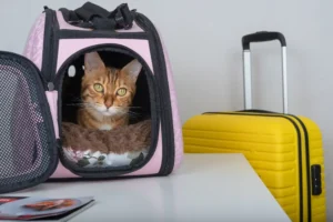 How to Fly with a Cat: Litter Solutions, Sedatives, and Airport Security