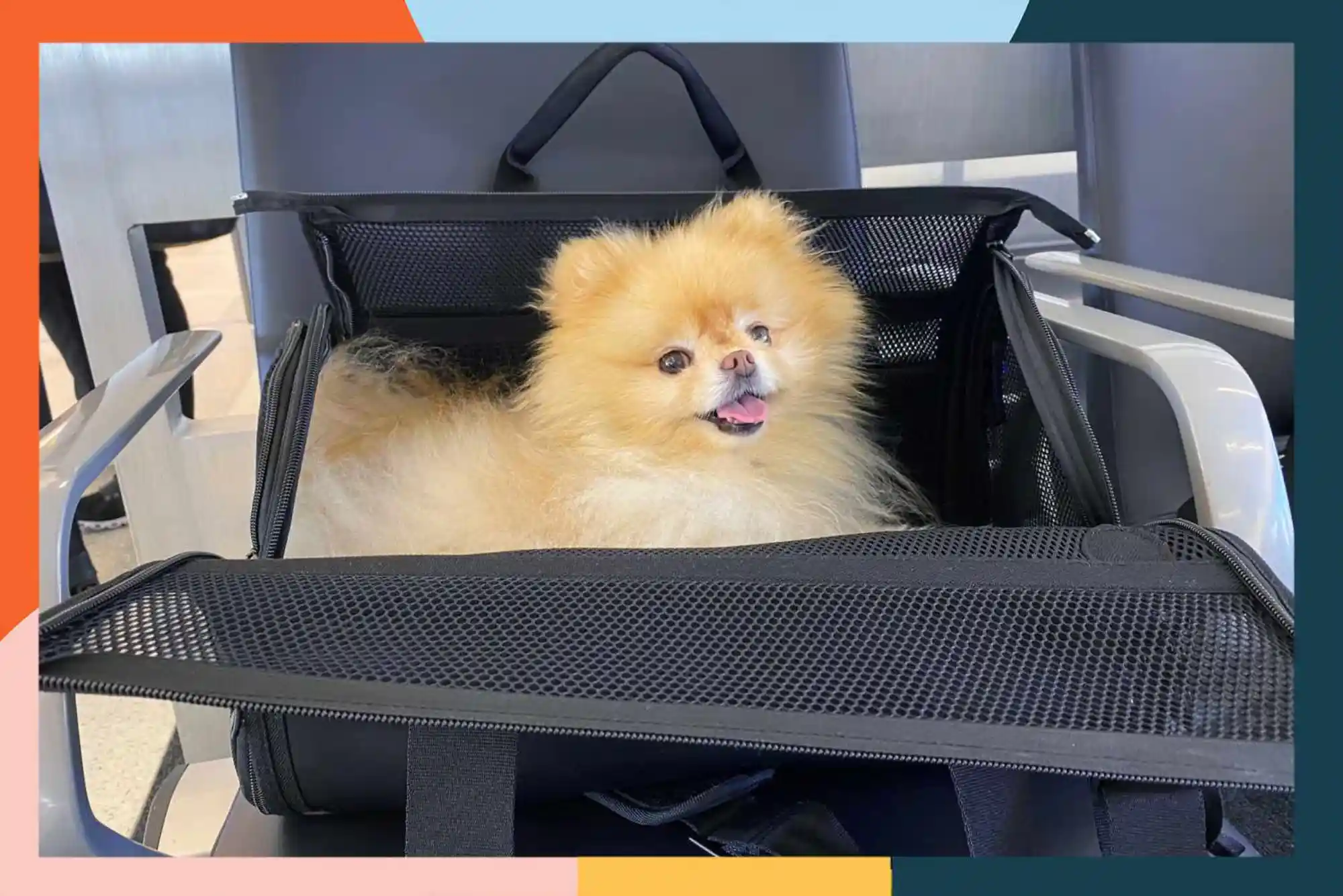 Best Airline Approved Pet Carriers for In-Cabin Flights (Under Seat Fit)