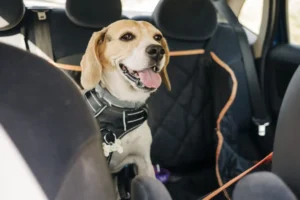 Best Dog Seat Belts and Crash-Tested Car Hammocks for Backseat Safety