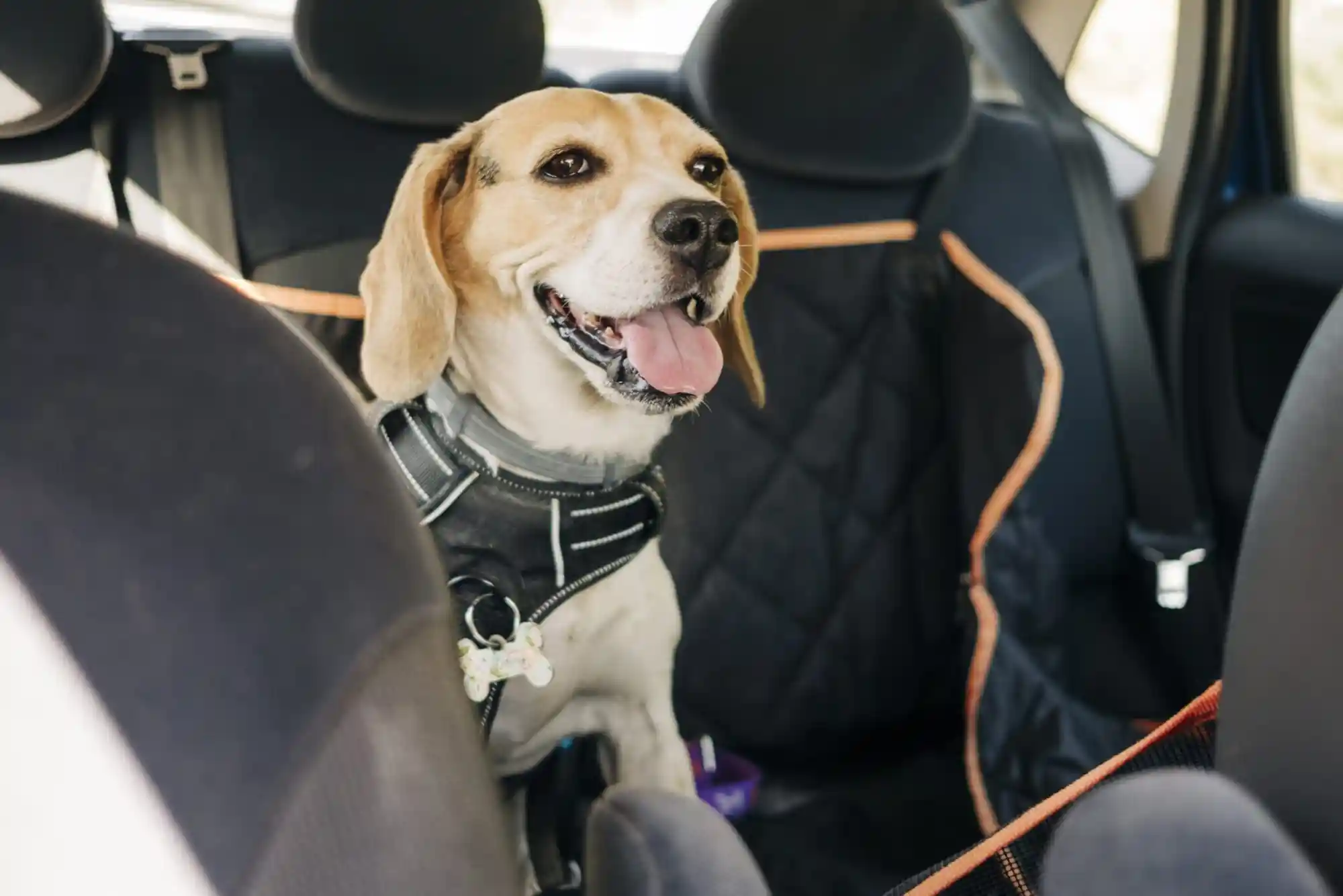 Best Dog Seat Belts and Crash-Tested Car Hammocks for Backseat Safety
