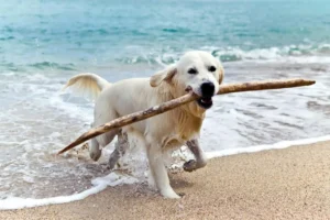 Dog-Friendly Beach Etiquette: Leash Laws, Saltwater Safety, and Heat