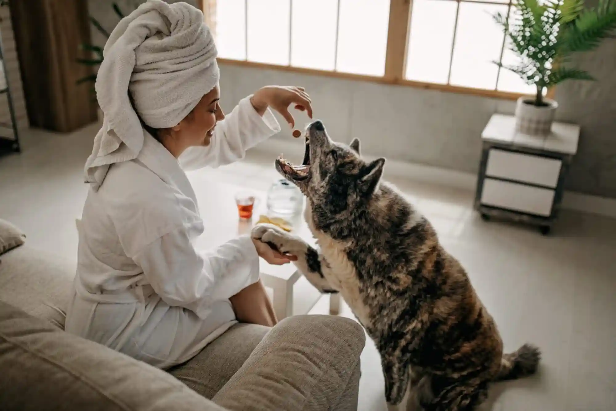 How to Keep Your Dog Calm During Hotel Stays (No Barking in Rooms)